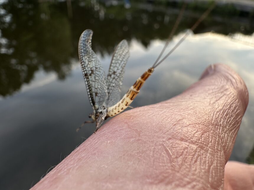 Die Maifliege ist die größte Eintagsfliege in Europa.