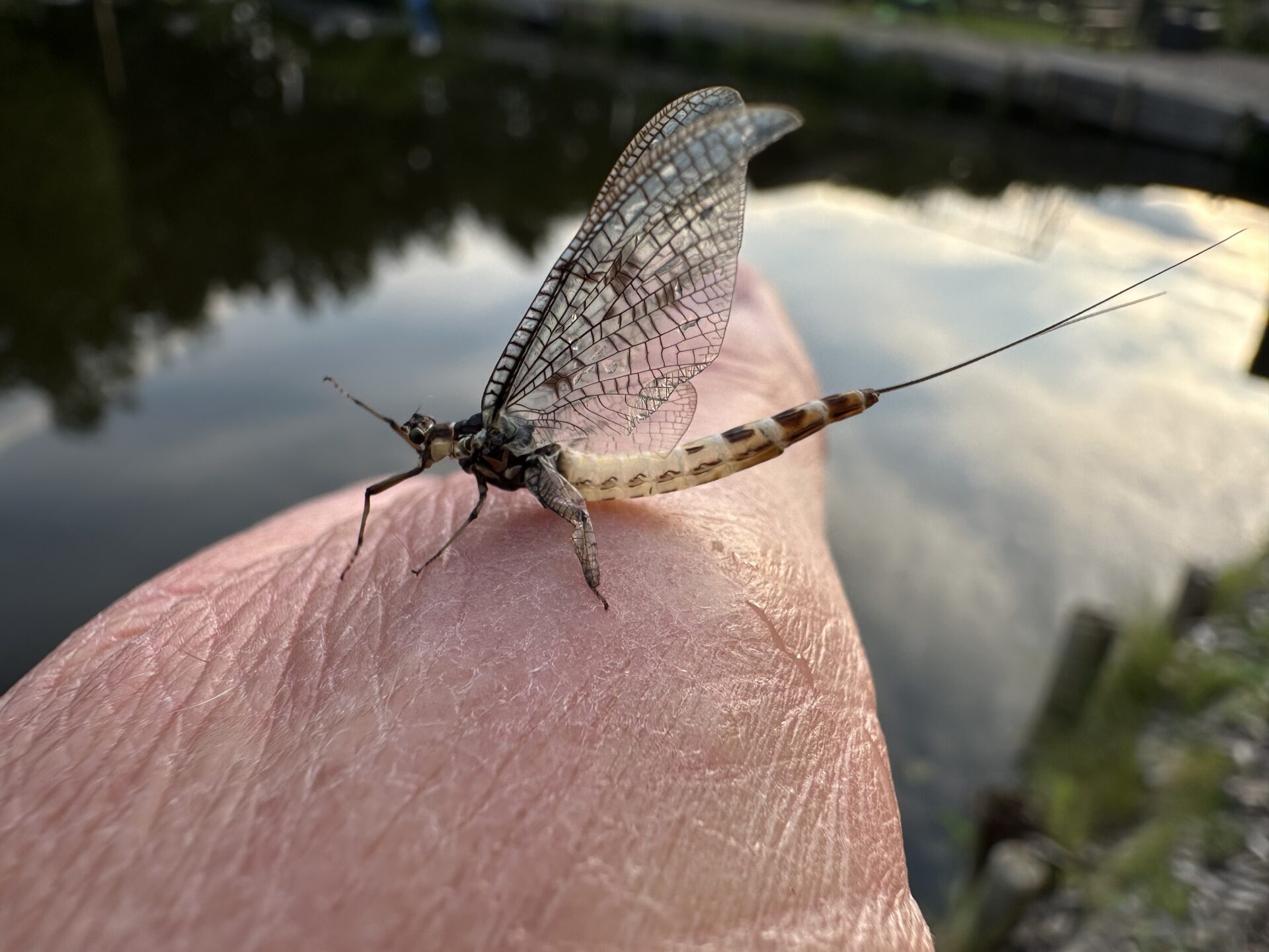 Maifliege aus der Rutenmühle