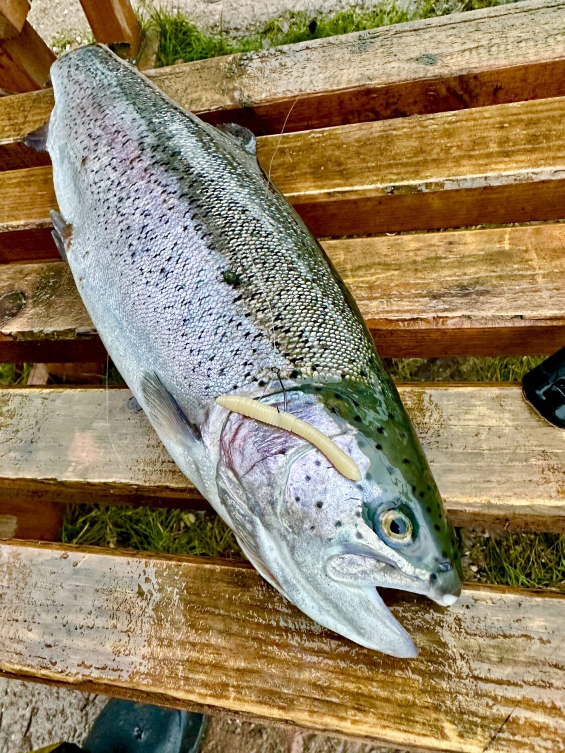 Wunderschöne Lachsforelle aus dem Lachssee De Slegge, gefangen auf Omura Baits Wurmy